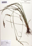 Rhynchospora