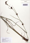 Rhynchospora