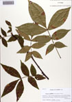 000086858-thumbnail.jpg