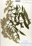 000086908-thumbnail.jpg