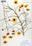 Helianthus