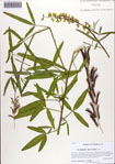 Crotalaria
