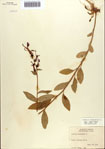 000086934-thumbnail.jpg