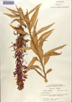000086935-thumbnail.jpg