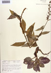 000086936-thumbnail.jpg