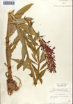 000086937-thumbnail.jpg