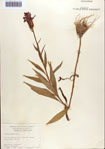 000086938-thumbnail.jpg