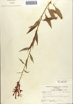 000086939-thumbnail.jpg