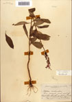 000086942-thumbnail.jpg