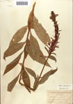 000086944-thumbnail.jpg