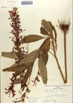000086945-thumbnail.jpg