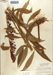 000086947-thumbnail.jpg