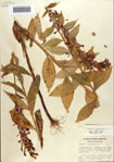 000086948-thumbnail.jpg