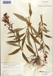 000086949-thumbnail.jpg