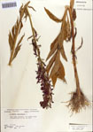 000086950-thumbnail.jpg