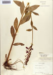000086951-thumbnail.jpg