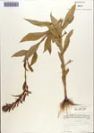 000086953-thumbnail.jpg