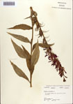 000086954-thumbnail.jpg