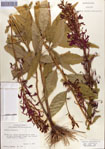 000086957-thumbnail.jpg