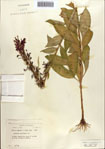 000086958-thumbnail.jpg