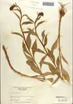 000086959-thumbnail.jpg