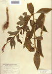 000086960-thumbnail.jpg