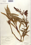000086961-thumbnail.jpg