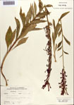 000086962-thumbnail.jpg