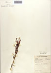 000086966-thumbnail.jpg