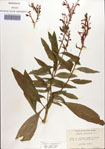 000086969-thumbnail.jpg