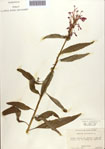 000086970-thumbnail.jpg