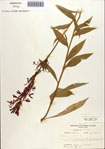 000086971-thumbnail.jpg