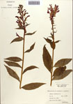 000086972-thumbnail.jpg