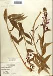 000086976-thumbnail.jpg