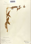 000086978-thumbnail.jpg