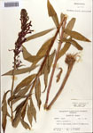 000086979-thumbnail.jpg