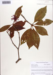 000087035-thumbnail.jpg