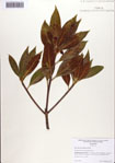 000087036-thumbnail.jpg