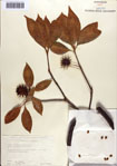 000087037-thumbnail.jpg