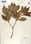 000087038-thumbnail.jpg