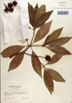 000087039-thumbnail.jpg