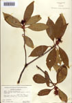 000087040-thumbnail.jpg