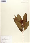 000087041-thumbnail.jpg