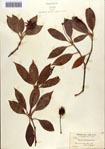 000087042-thumbnail.jpg