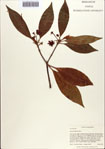 000087044-thumbnail.jpg