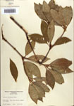 Illicium