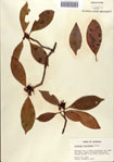 000087046-thumbnail.jpg