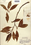 000087049-thumbnail.jpg