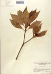 000087050-thumbnail.jpg