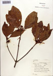 000087051-thumbnail.jpg